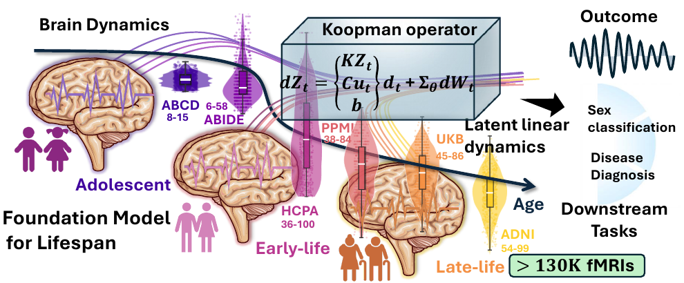 BrainMech Figure 1: modeling brain dynamics across the lifespan with a Koopman-structured foundation model